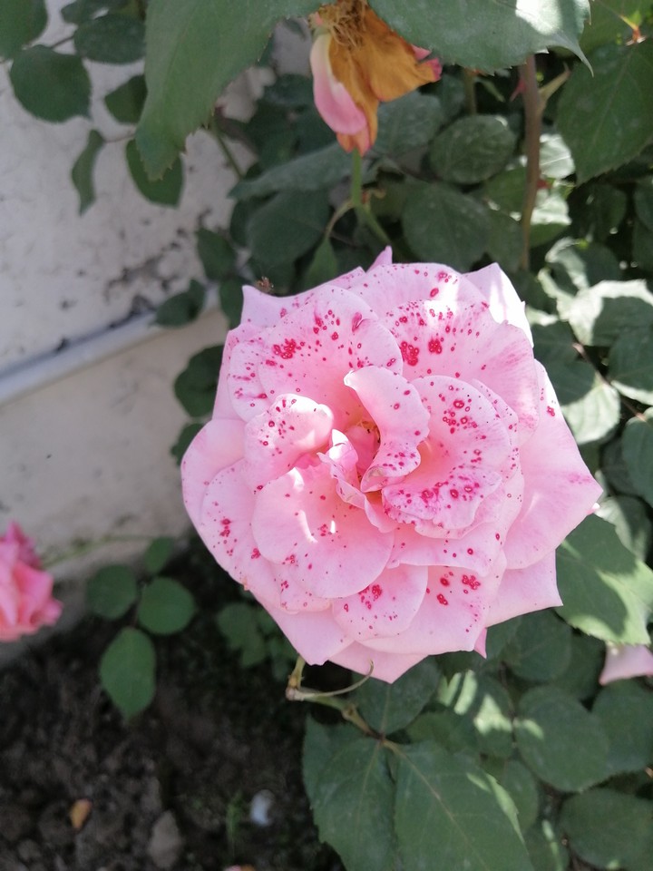 pink and red shaded rose