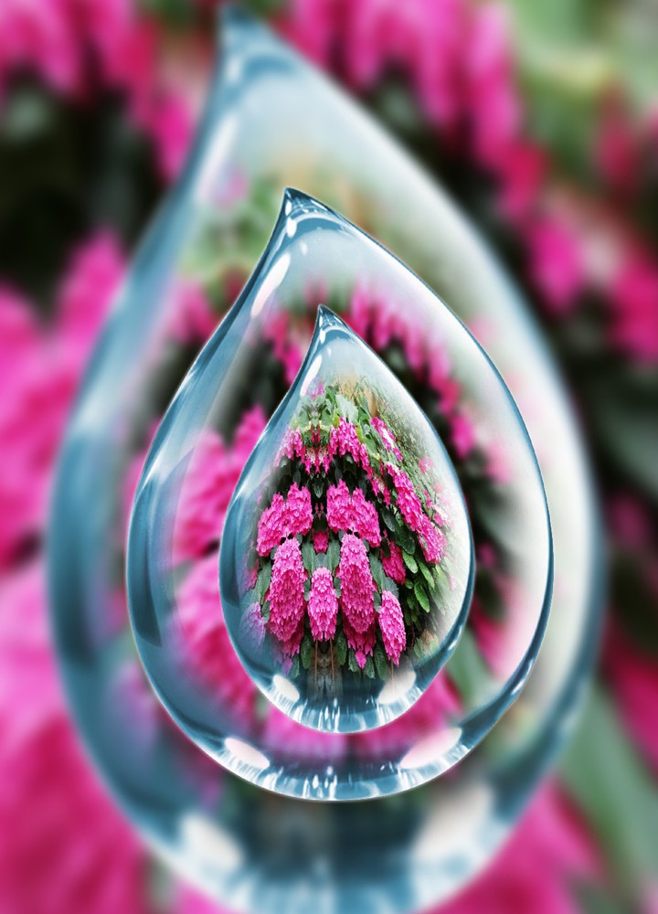 Hortensien im Glas