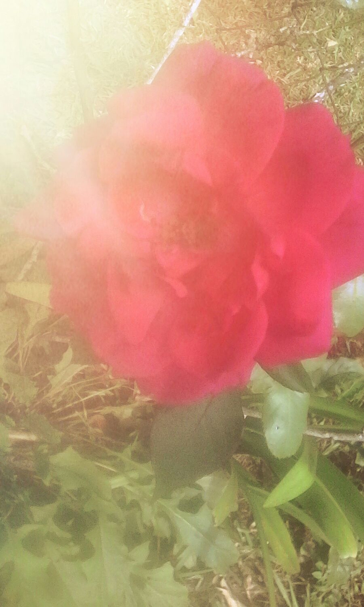 rosa rosa