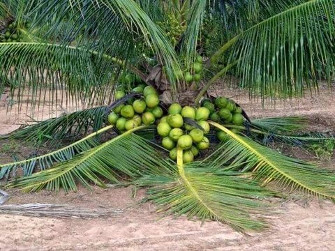 COCONUT
