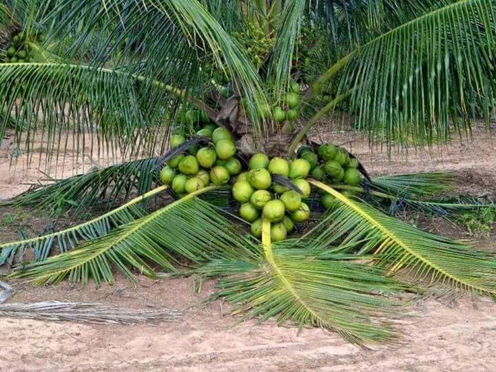 COCONUT