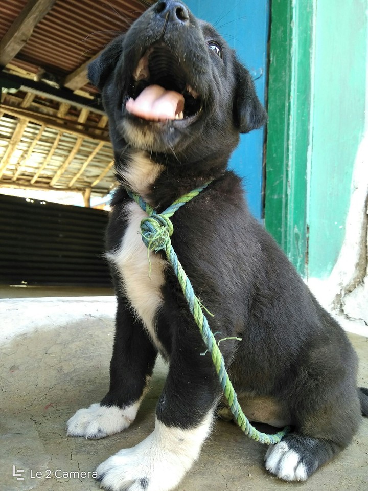 Cute Dog