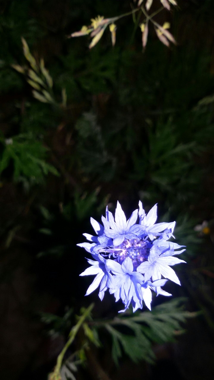 Purple cornflower in a beautiful evening.