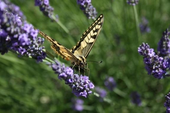 Papillon sur notre lavande 'Grosso'