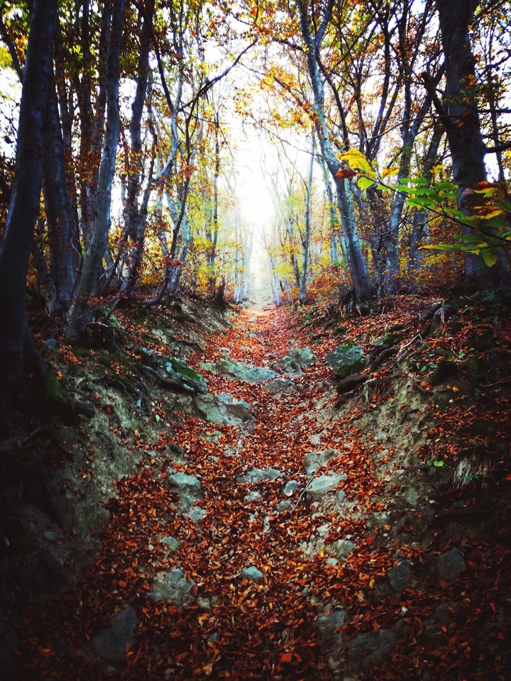 Autumn path