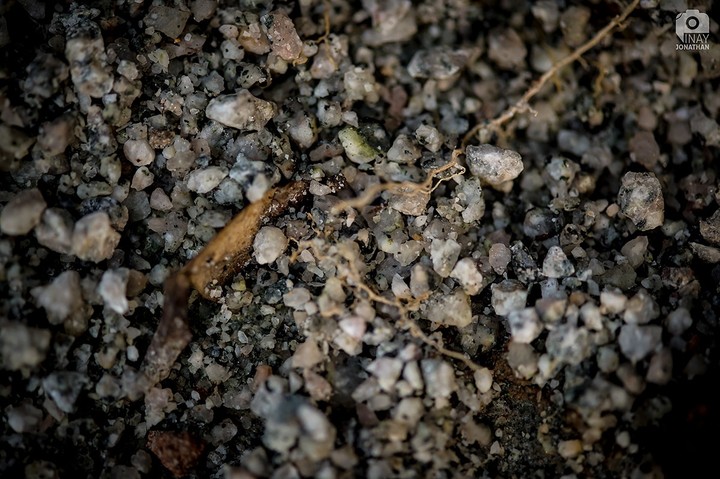 Nature Patterns