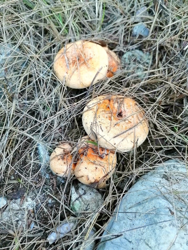 Niscalo / Chanterelles