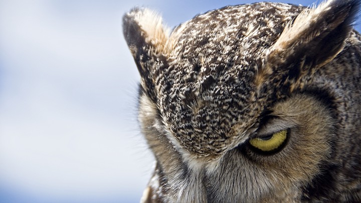 sharp eye