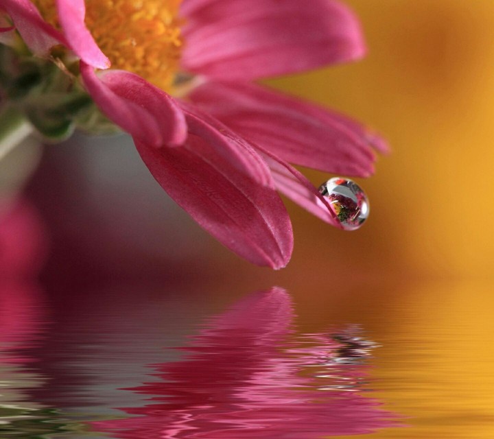Rose au bord de l'eau