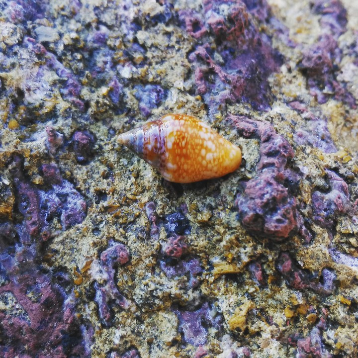 purple