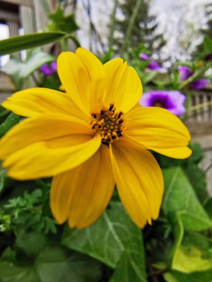 yellow flower