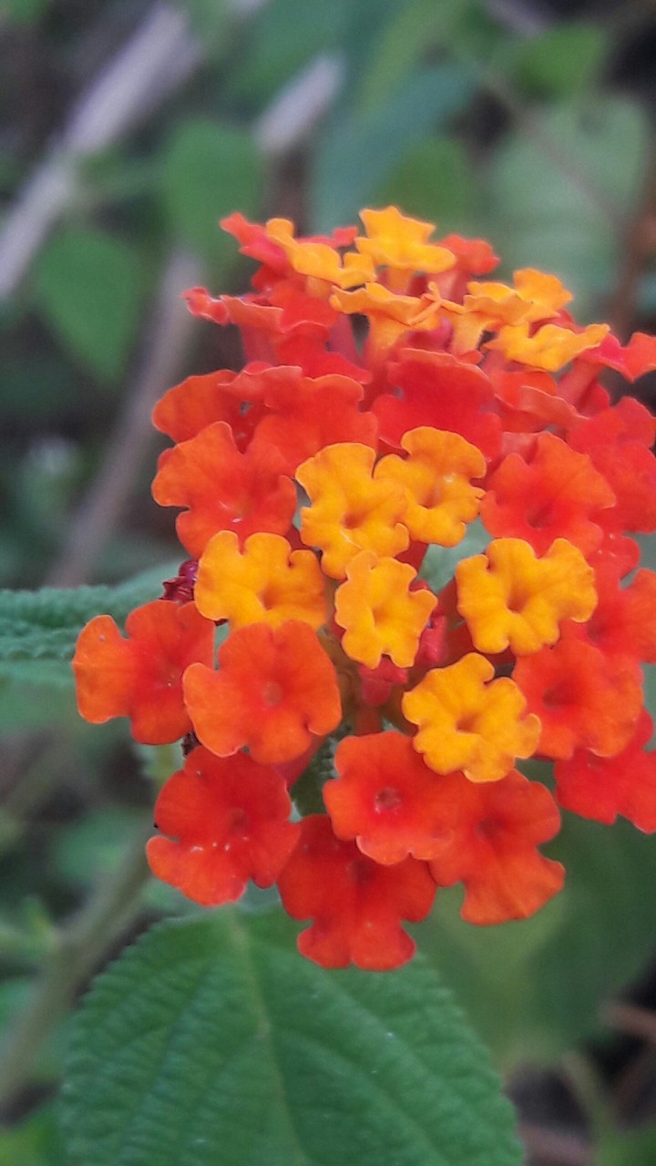 flower