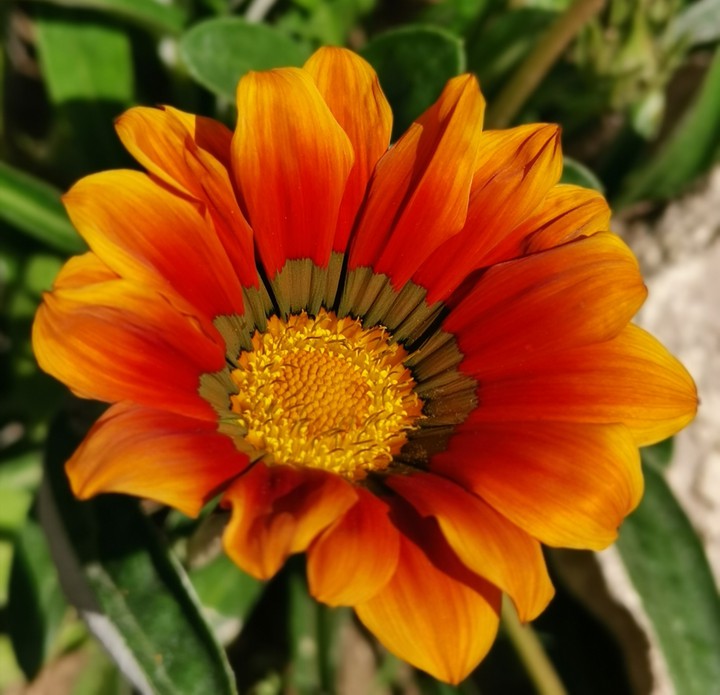 orange