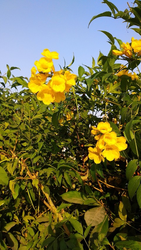 Flowers at temple garden
