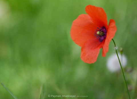 Ever Lover Flower
