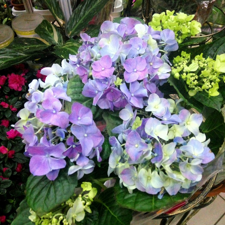 Flowers))