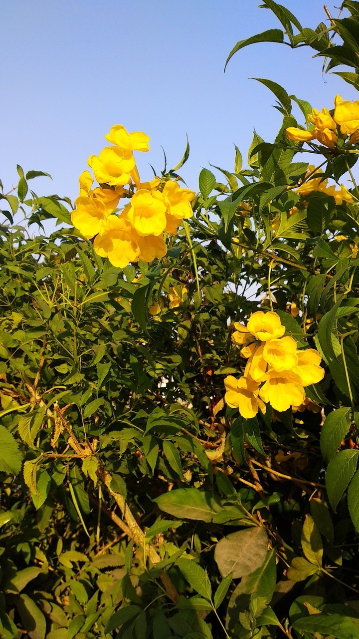 Flowers at temple garden
