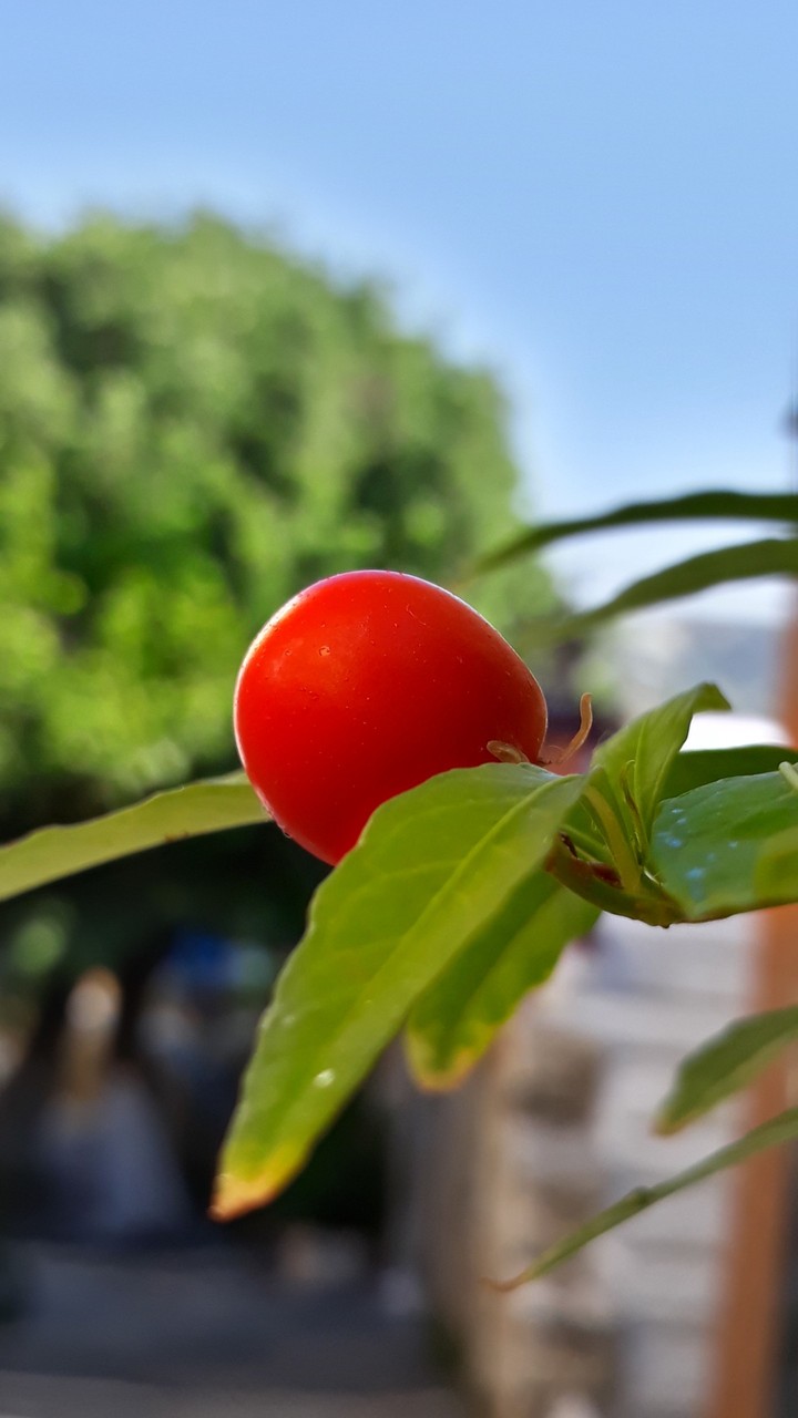 Red?