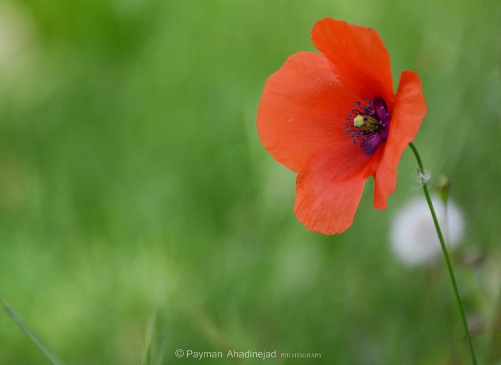 Ever Lover Flower