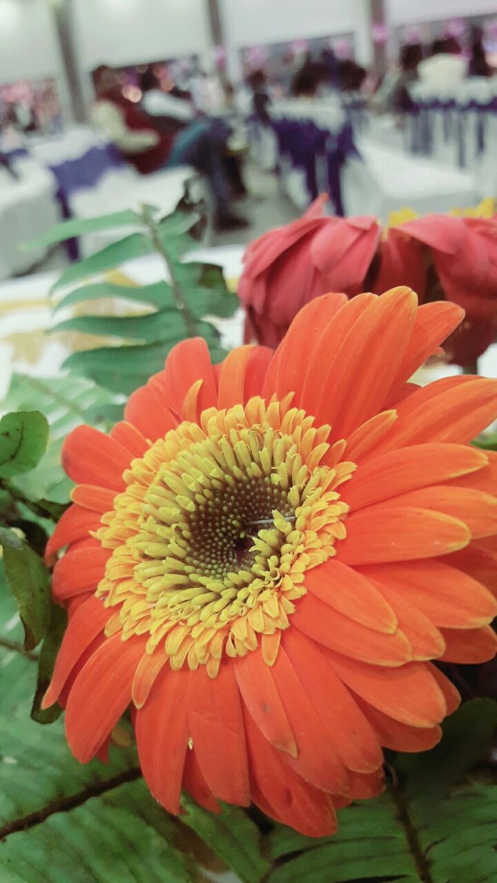 beautiful flower