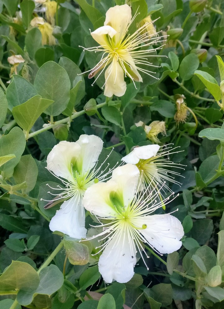 flower