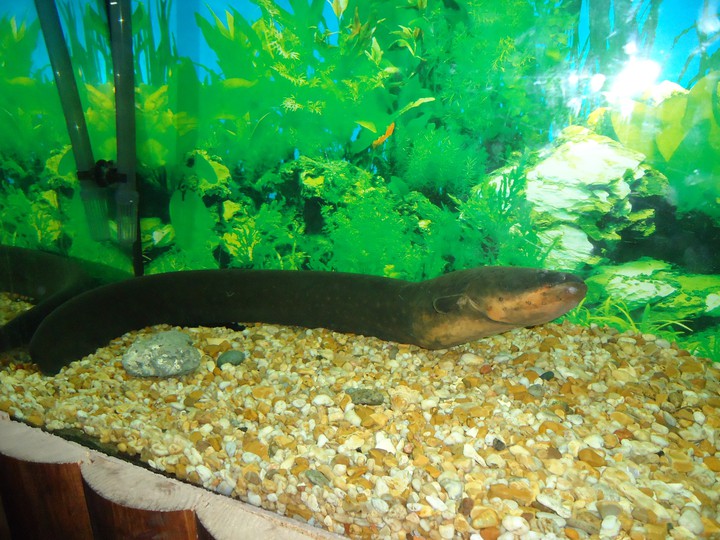 fish