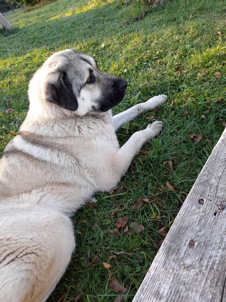 kangal