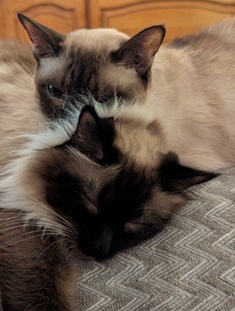 ✨♥️ Miyabi & Bill ♥️✨