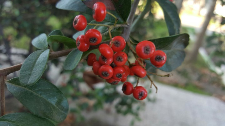 berry