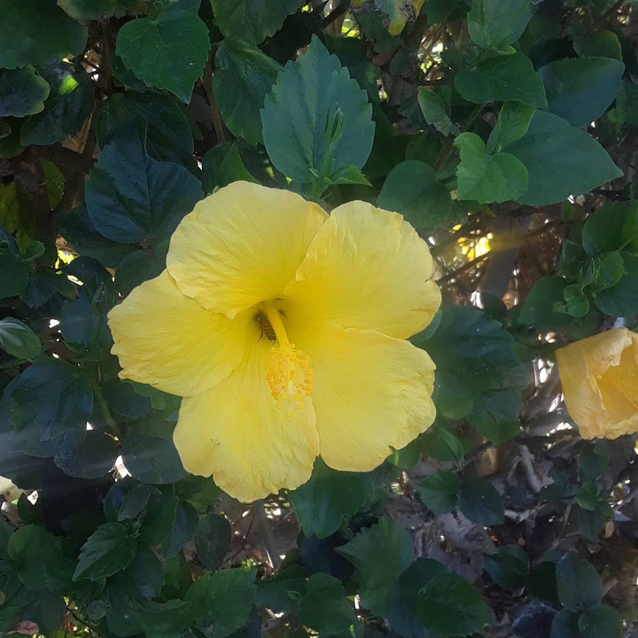 Bee in yellow flower
