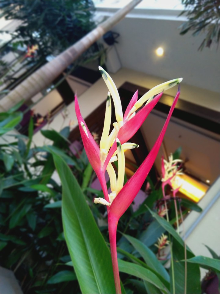flower