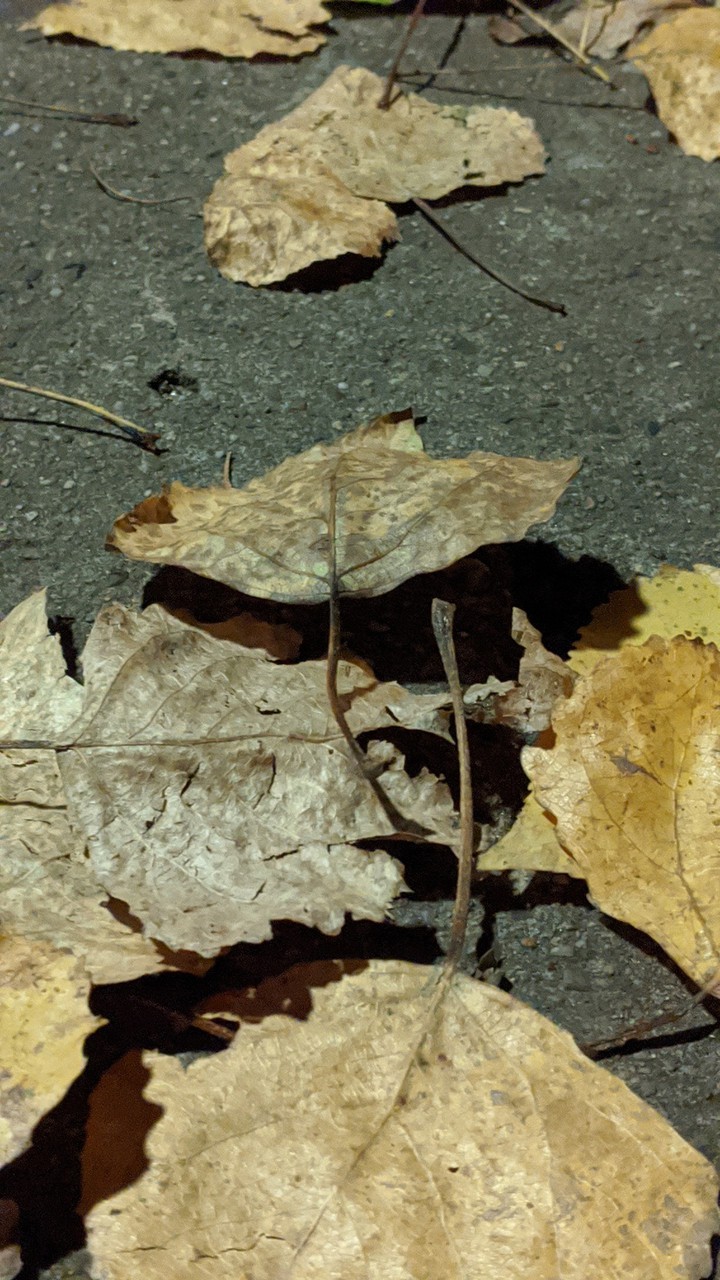 Autumn
