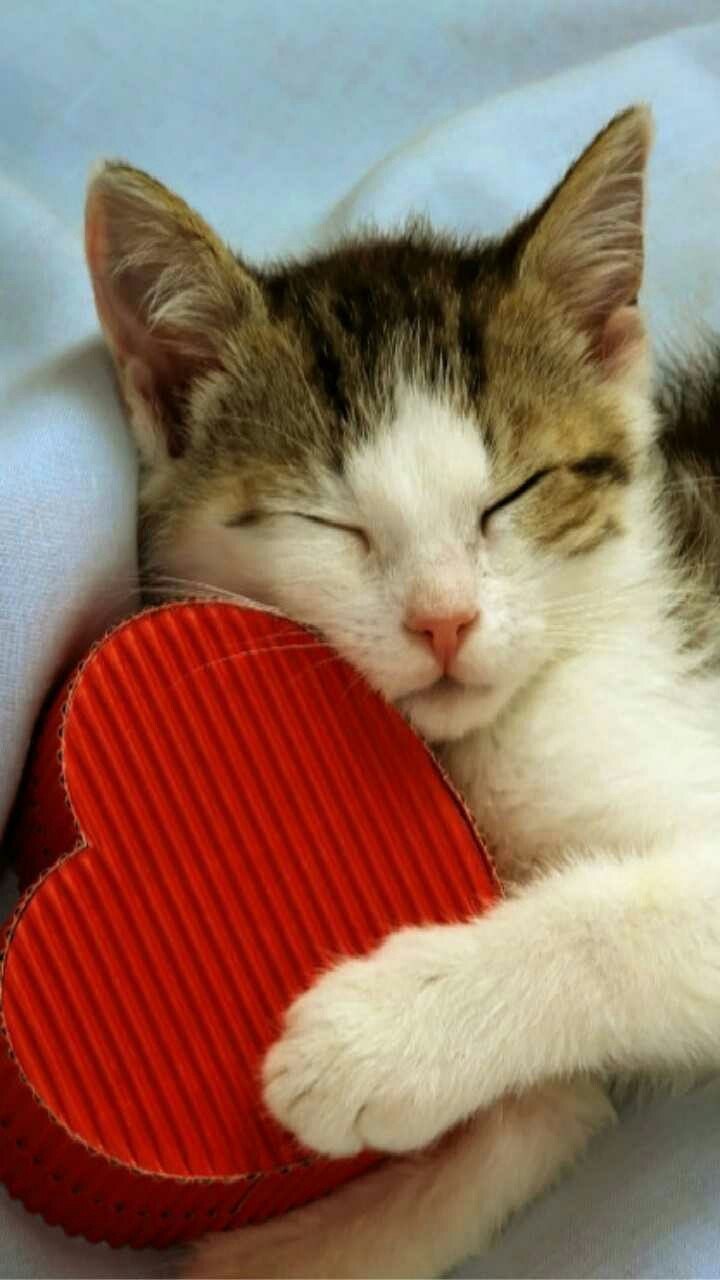 kitten