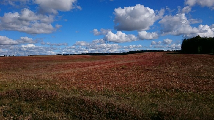 Chmury nad polem