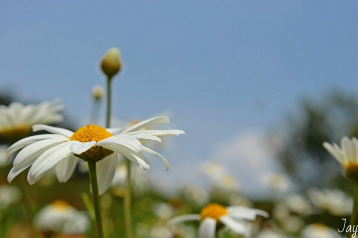 Flowers in Ooty