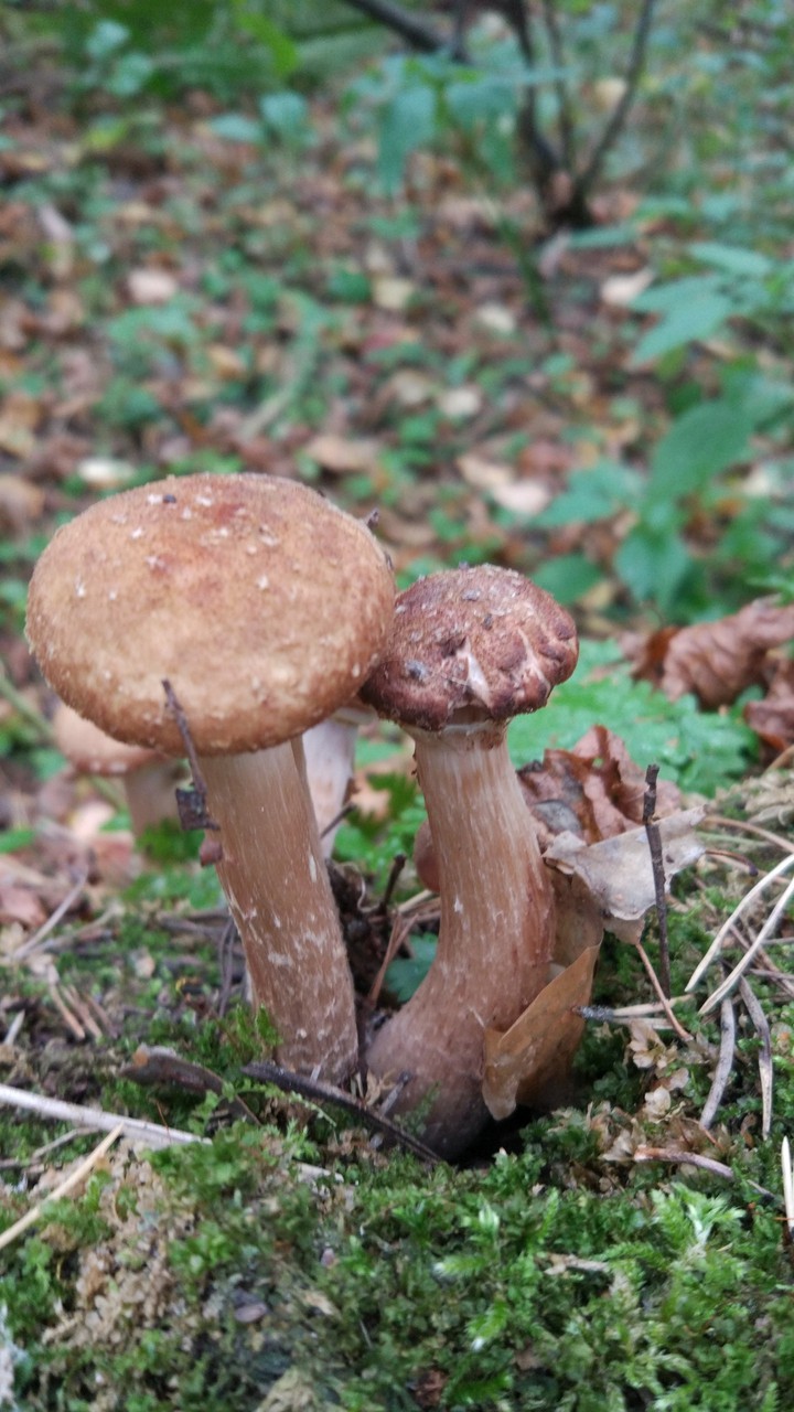 honey mushrooms