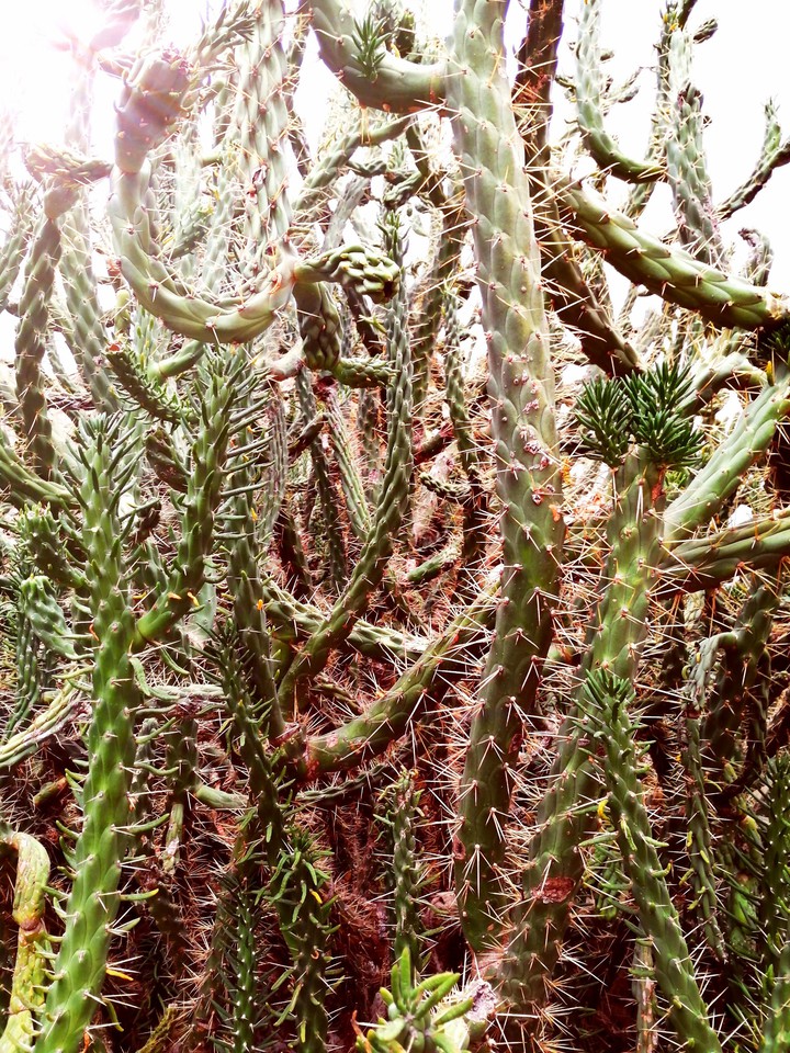 Cactus