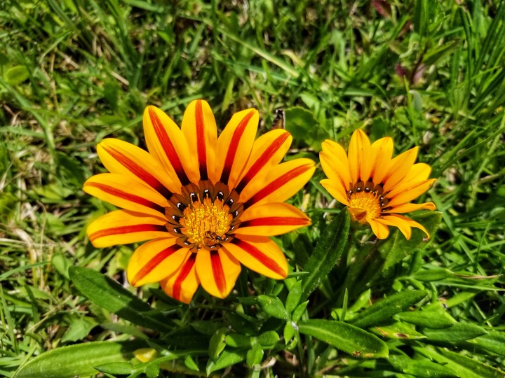 FLORES JARDÍN NATURAL, XOCHIMILCO, MÉXICO.