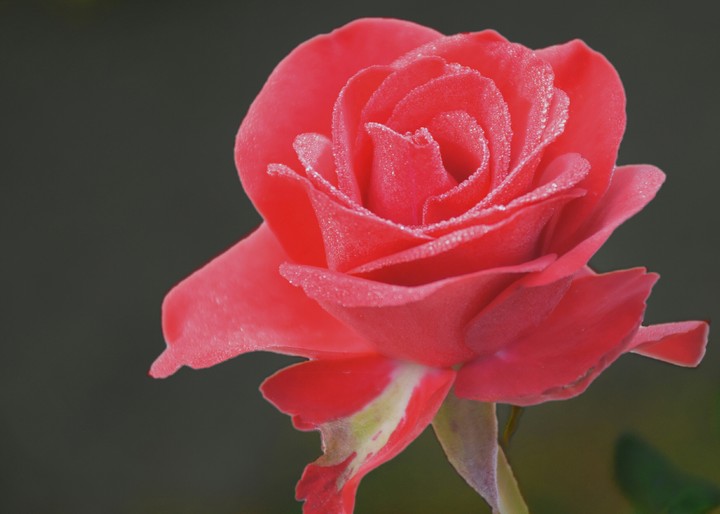 dew drops in rose