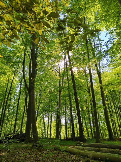 ××× forest love ×××