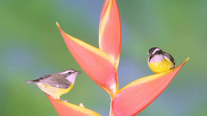 banana quit pair on a heliconia plant