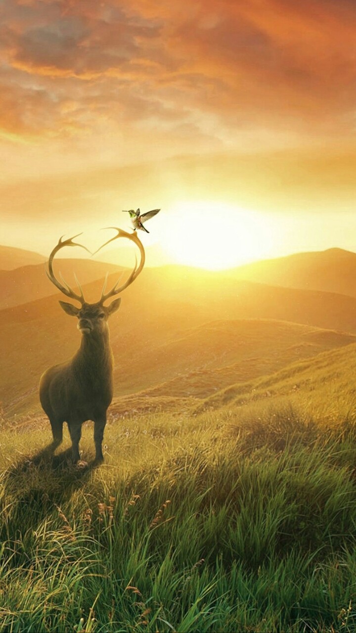 Deer