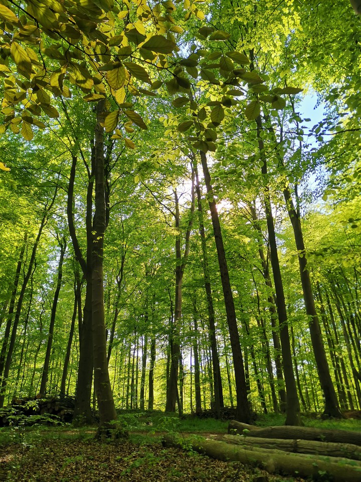 ××× forest love ×××