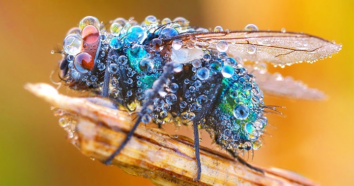 Mosca con gotas de rocio