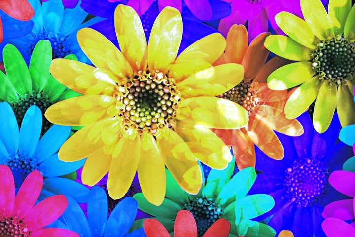 Flowers