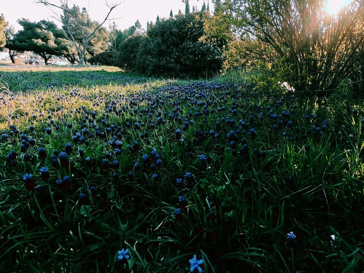 many flowers