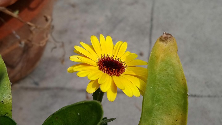 Calendula.