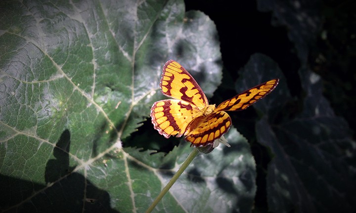 Butterfly??