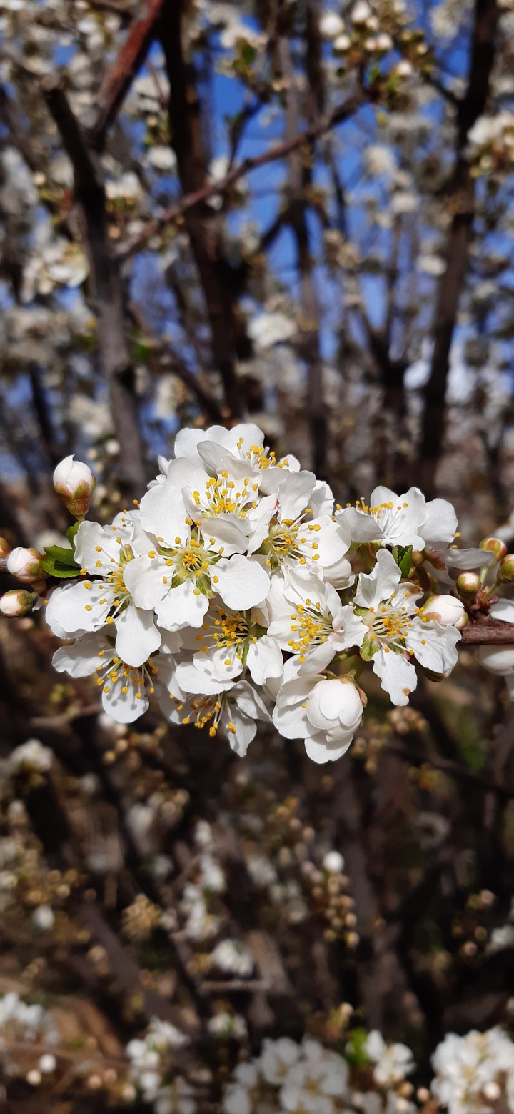 spring