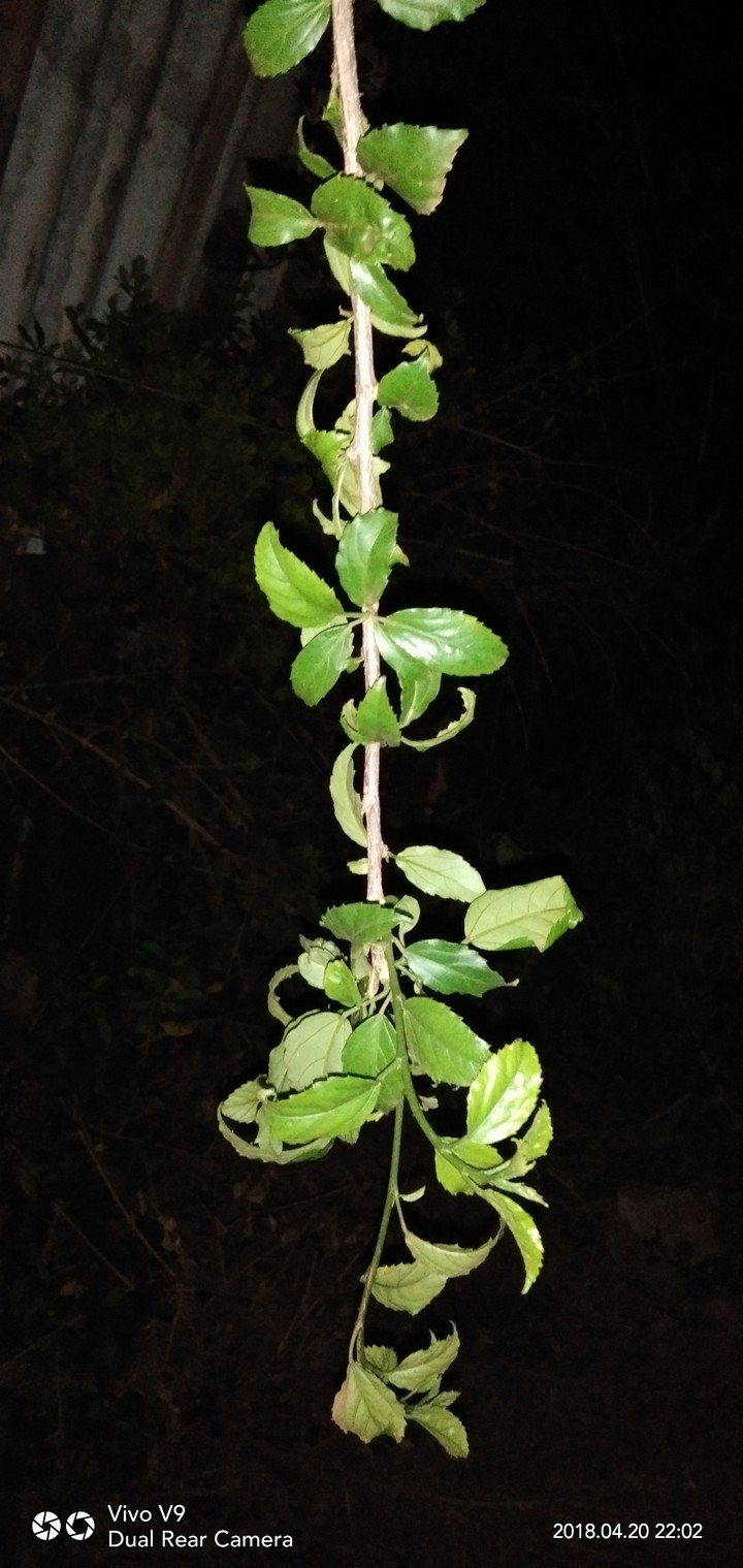 night pictures